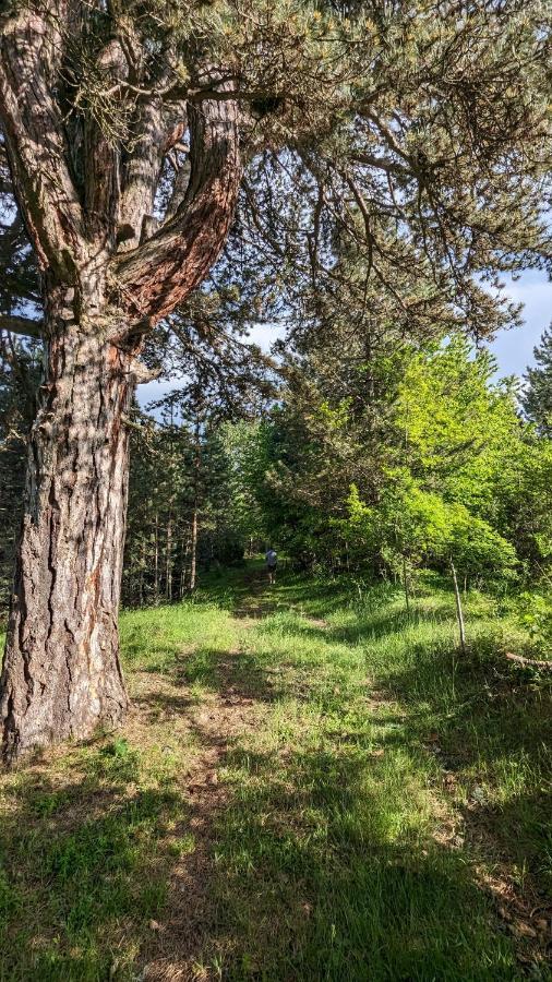 Chalet A Pine Vikendica U Srcu Zapadne Srbije